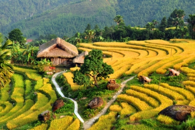 Sapa